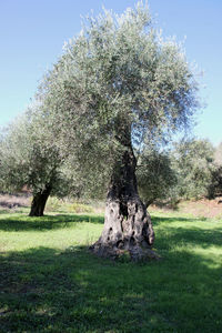 Close-up of tree on landscape against clear sky