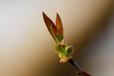 Close-up of plant against blurred background