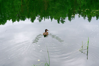 Man swimming in lake