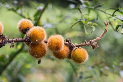 Low angle view of fruits on tree