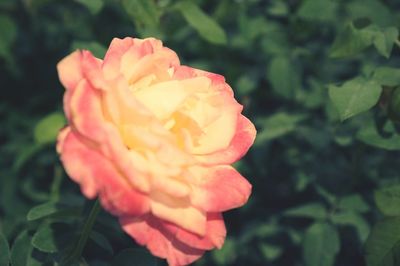 Close-up of rose against blurred background