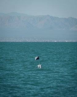 Illegal fishing buoy inside mexican reserve