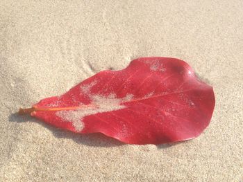 Close-up of red leaf on sand