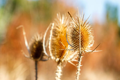 Close-up of dried plant on field