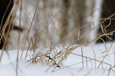 Close-up of dry plants during winter