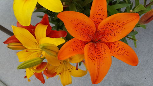 Close-up of orange lilies