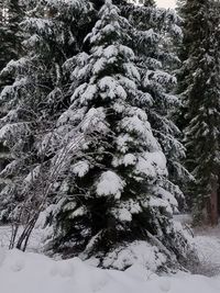 Full frame shot of trees during winter