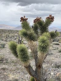 Cactus growing on field against sky