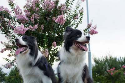 Close-up of border collies