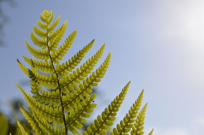 Low angle view of fern leaves on tree against sky