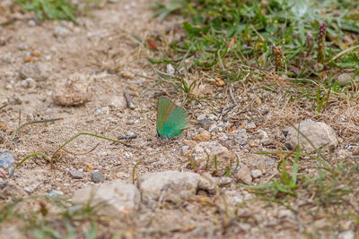 High angle view of butterfly on land