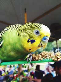 Close-up of parrot