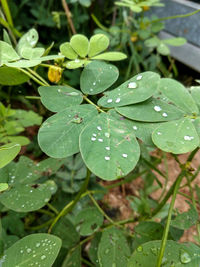 Close-up of raindrops on leaves