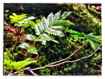 Close-up of green leaves