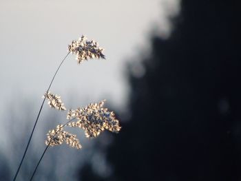 Low angle view of tree against sky