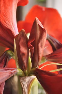 Close-up of red tulip