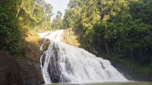 Scenic view of waterfall in forest