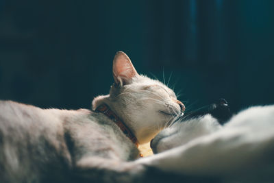 Close-up of cat sleeping