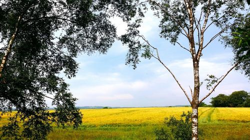 Scenic view of field against sky