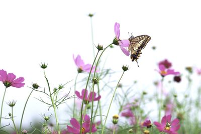 Close-up of butterfly pollinating on pink flower