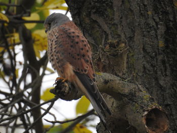 Low angle view of eagle perching on tree against sky