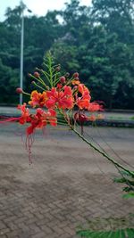 Close-up of red flowers growing on tree