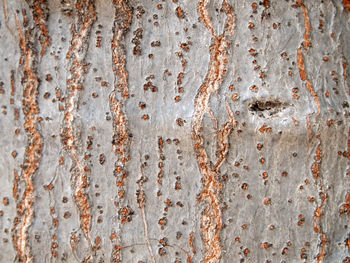 Full frame shot of weathered wall