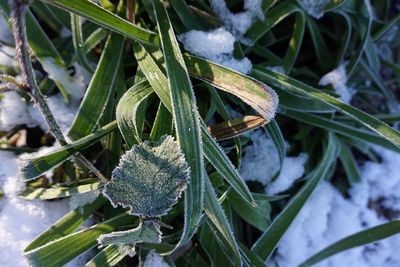 Close-up of frozen plants during winter