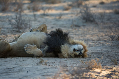 Close-up of lion lying down