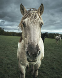 Close-up of horse standing on field