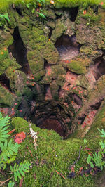 Plants growing on rock