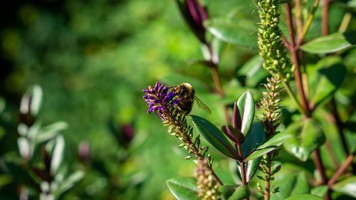 Close-up of bee pollinating on flower