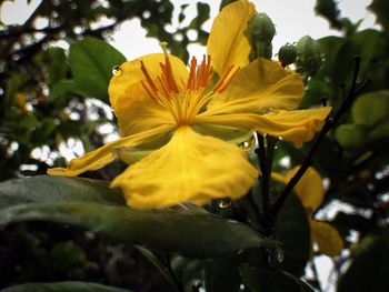 Close-up of yellow flower