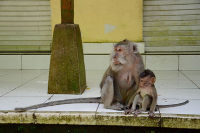 Monkey sitting outdoors