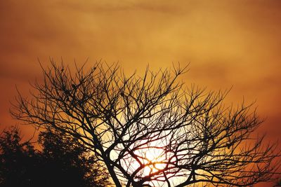 Low angle view of silhouette bare tree against orange sky
