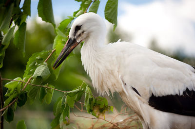 Close-up of bird