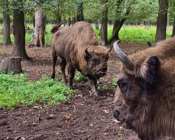 Bisons in a forest
