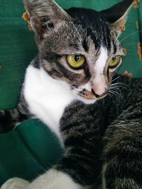 Close-up portrait of tabby cat