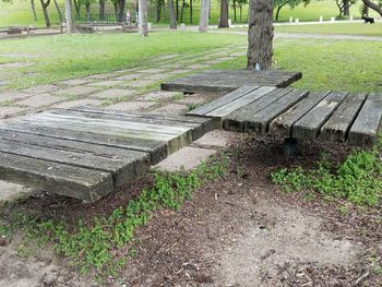 Trees growing in park