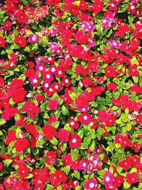 Full frame shot of pink flowers