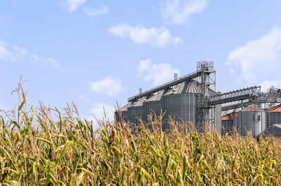 Plants growing on field against sky