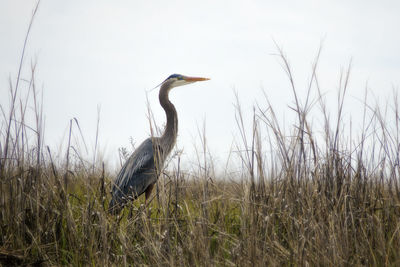 Gray heron on grass against sky