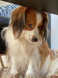 Close-up of dog sitting on bed at home