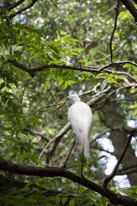 White bird perching on a branch