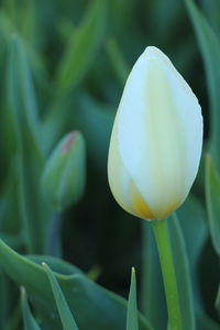 Close-up of white flowering plant