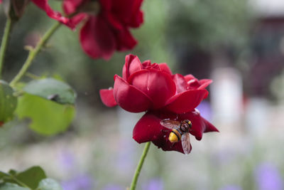 Close-up of red rose