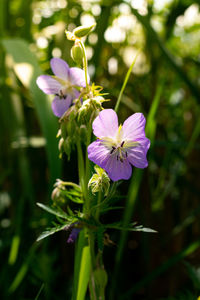 Close-up of purple flowering plant