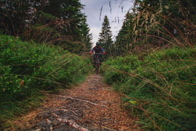 Rear view of person walking on footpath in forest