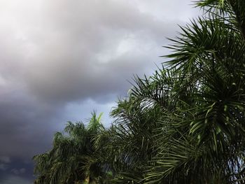 Low angle view of trees against cloudy sky