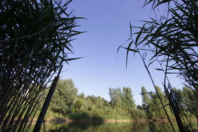 Low angle view of trees against clear sky